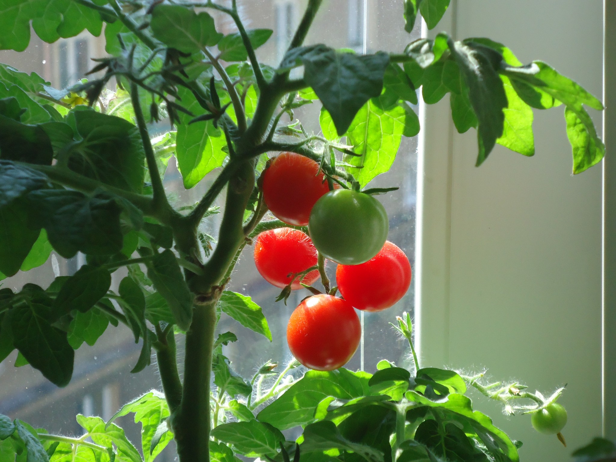 Tomatoes 101 How Far Apart To Plant Tomatoes Constant Delights